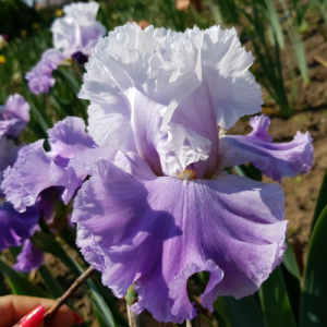 Ирис Винсон Дэнсер