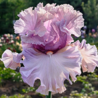 Ирис Розовая пыль