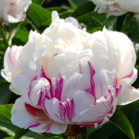 Пион низкорослый Эскимо Пай