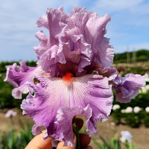 Ирис Мистика