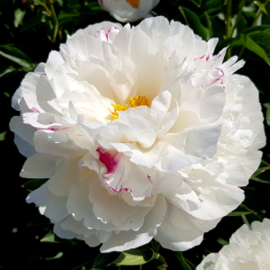 Пион низкорослый Айвори Эскорт