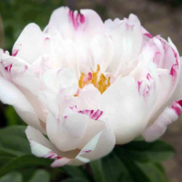 Пион низкорослый Петит Элеганс