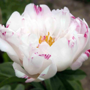 Пион низкорослый Петит Элеганс