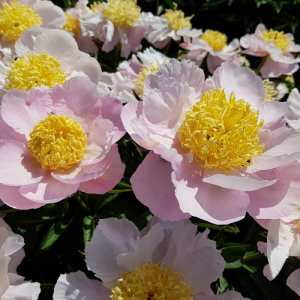 Пион Шоу Гёрл (осень)