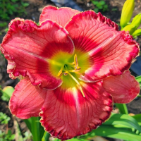 Лилейник Камилиту Джейн