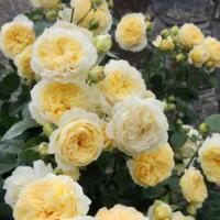 Роза Штернталер