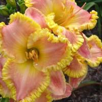 Лилейник Блашинг Рафлз