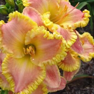 Лилейник Блашинг Рафлз