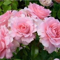 Роза Ю Ар Бьютифул