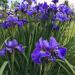 Ирис сибирский  Дабл Стандарт