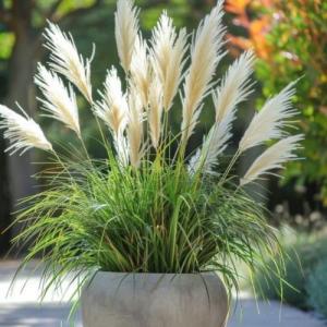 Кортадерия Пимула