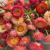 Helichrysum Красный - семян 200+