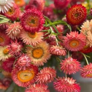 Helichrysum Красный - семян 200+